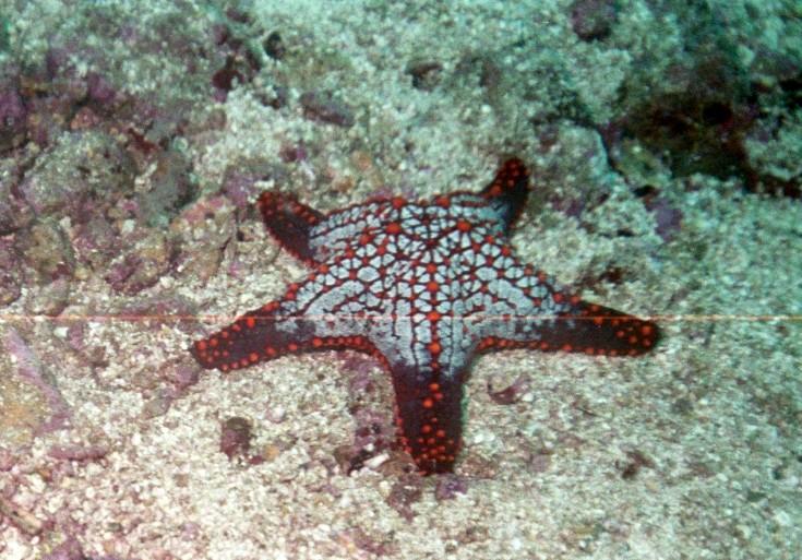 Starfish