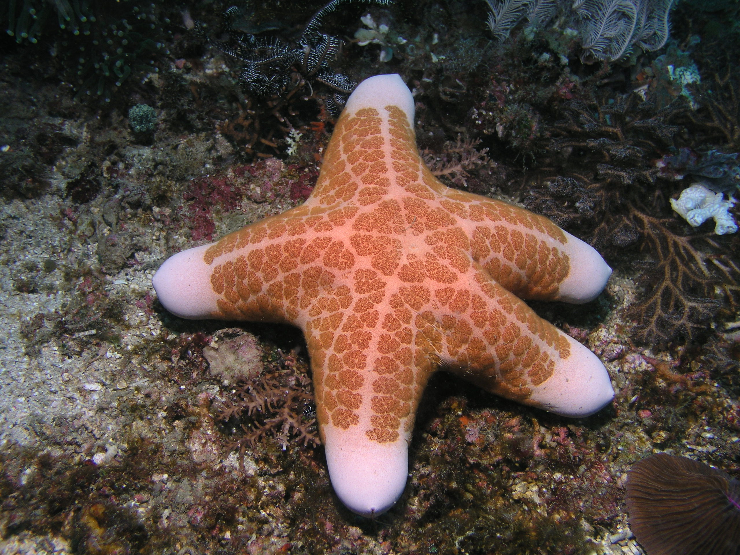 starry