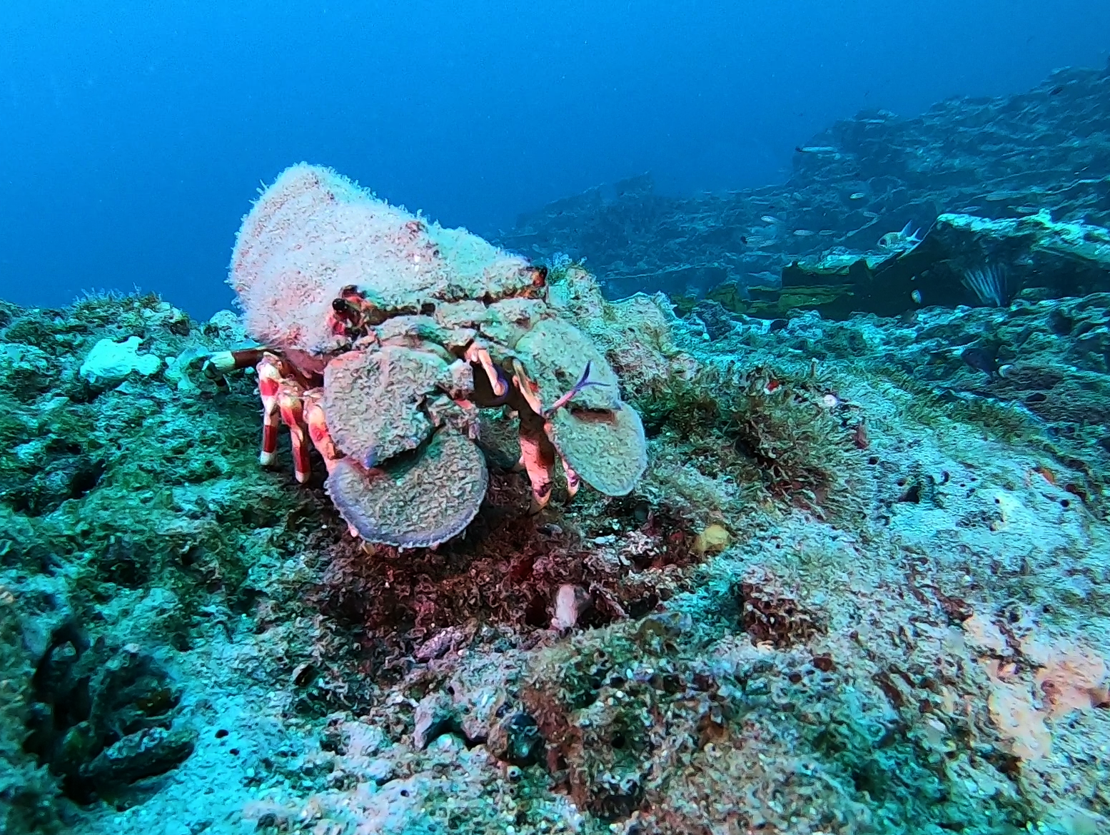 Stetson Lobster
