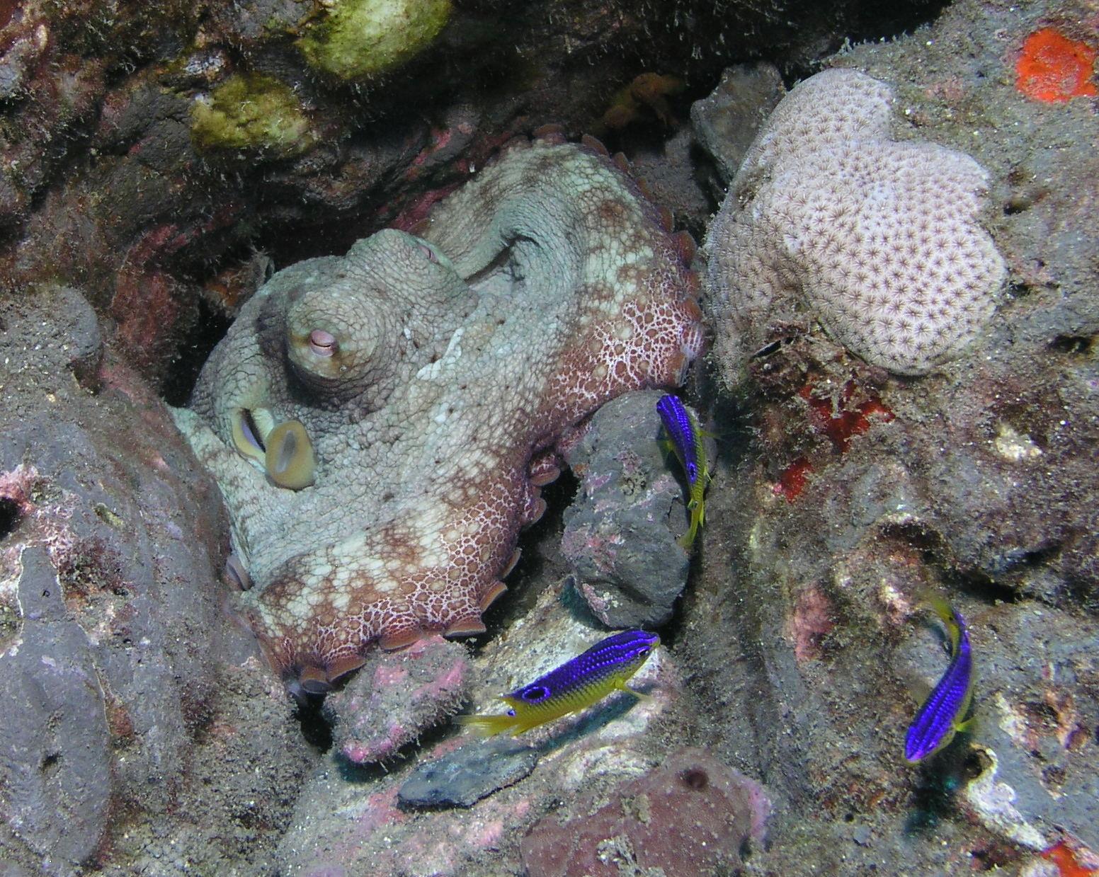 Stetston octo