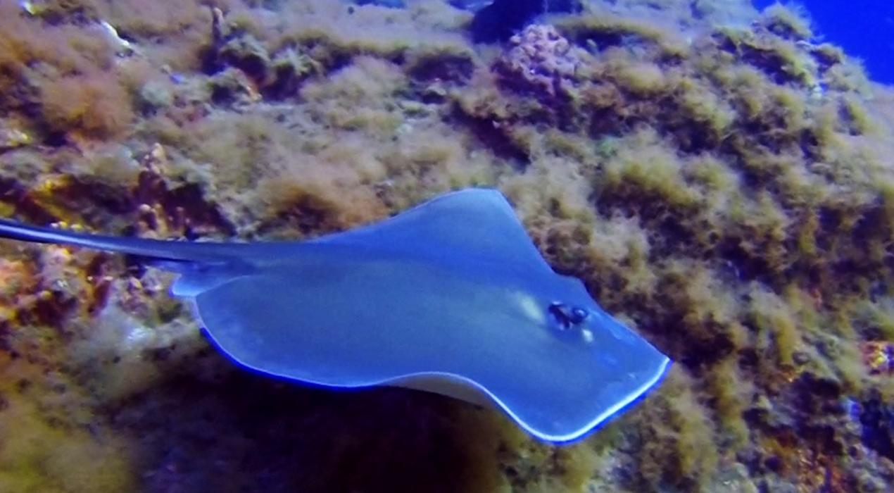 Sting Ray-2