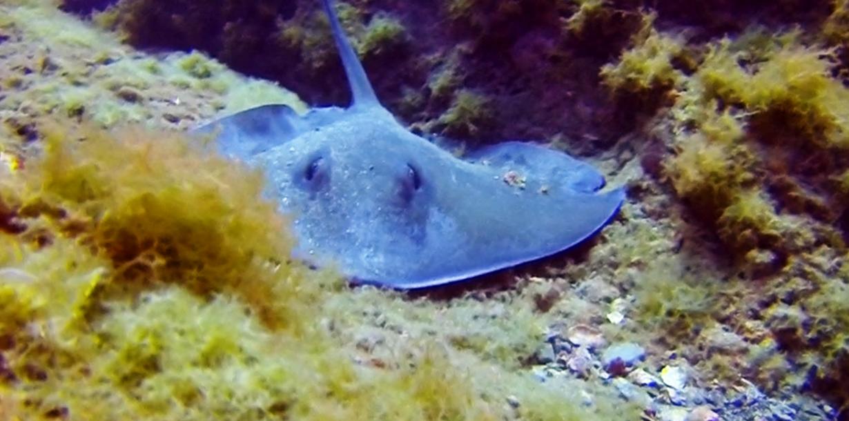 Sting Ray-3