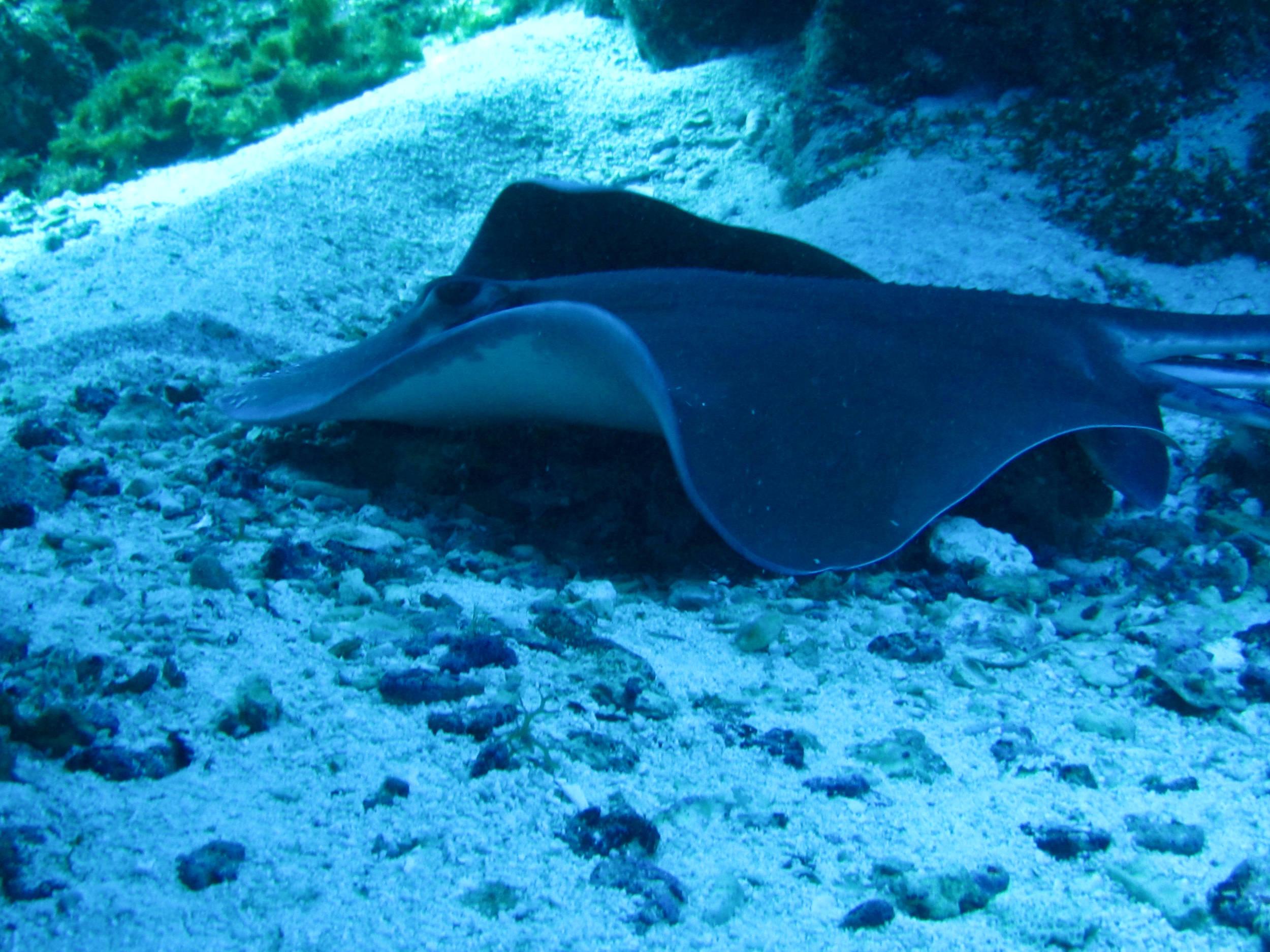 Sting ray Leaving