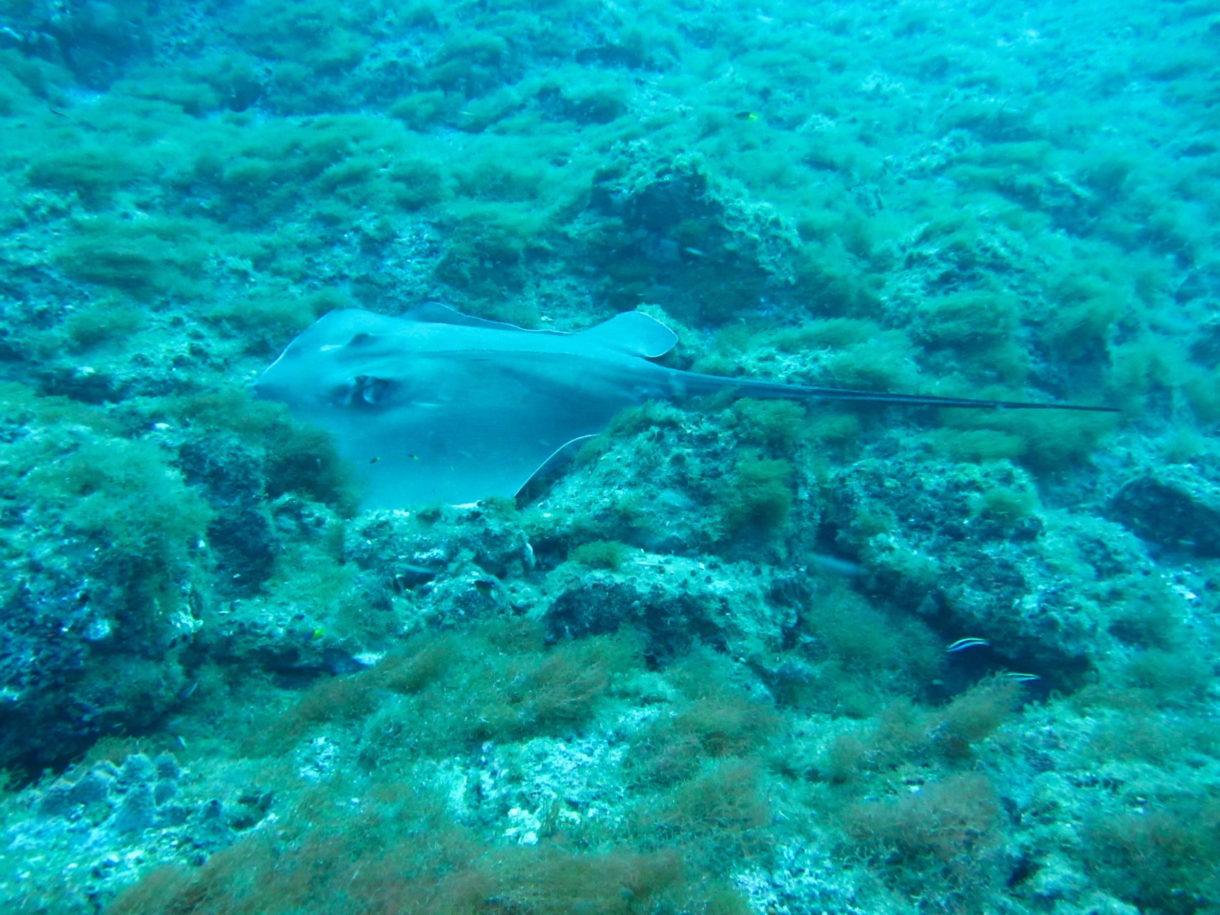 Sting ray