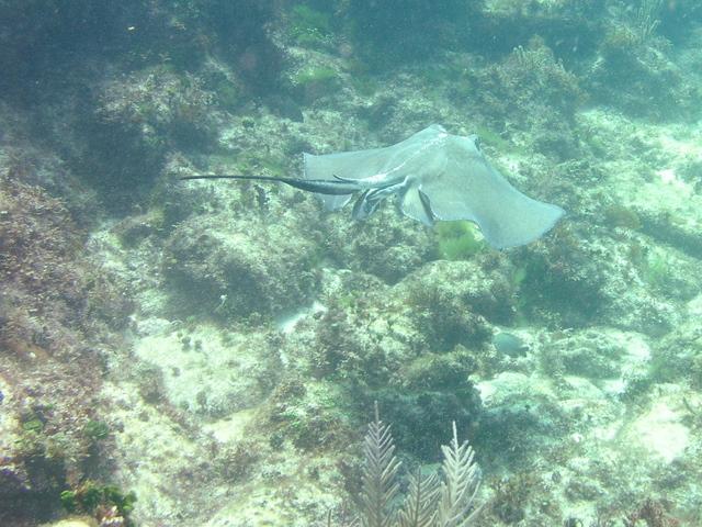 stingray away