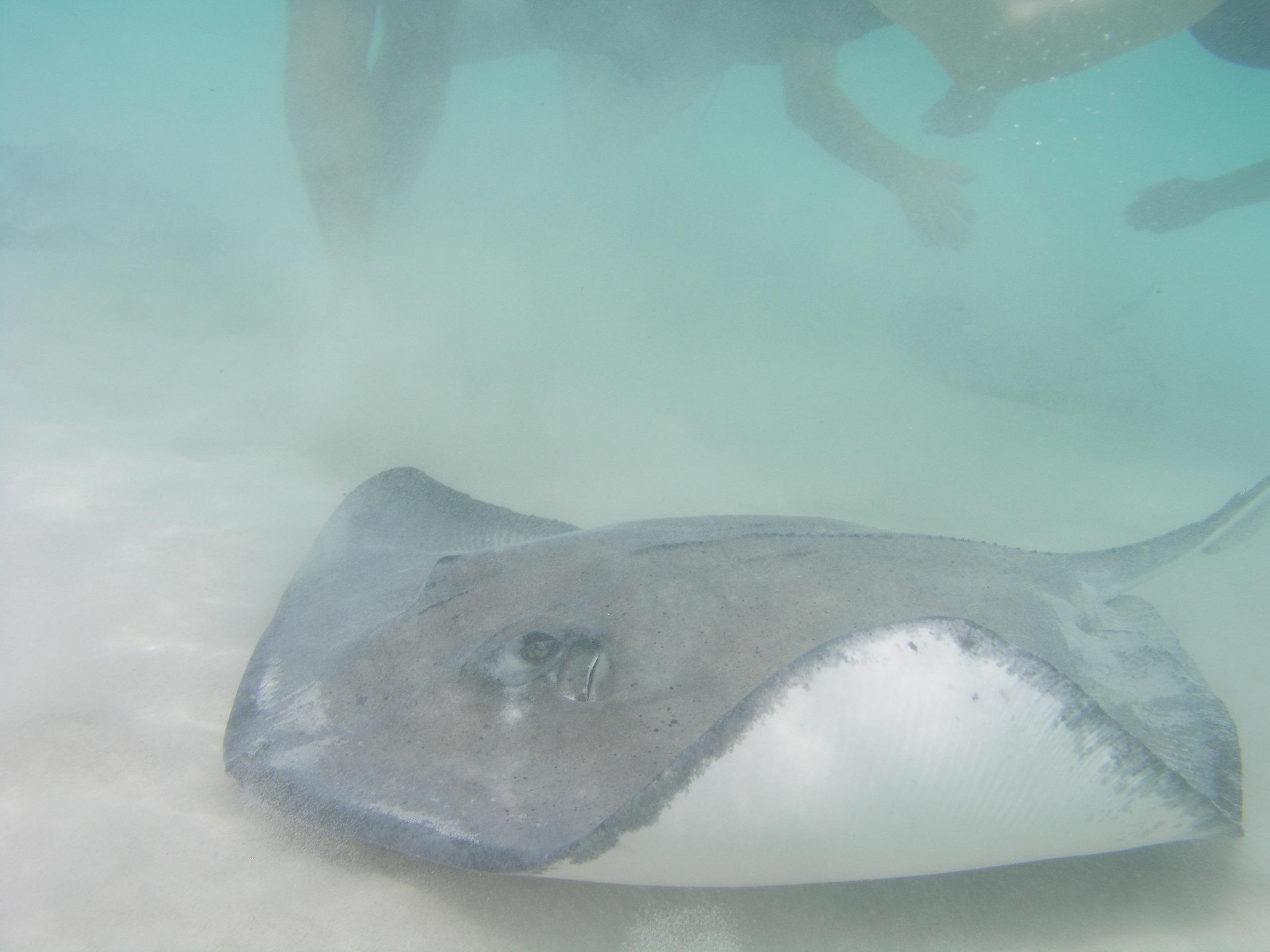 Stingray Sandbar