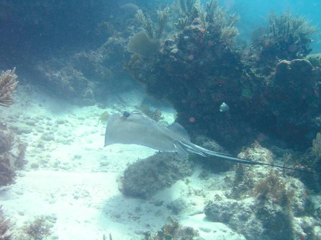 stingray