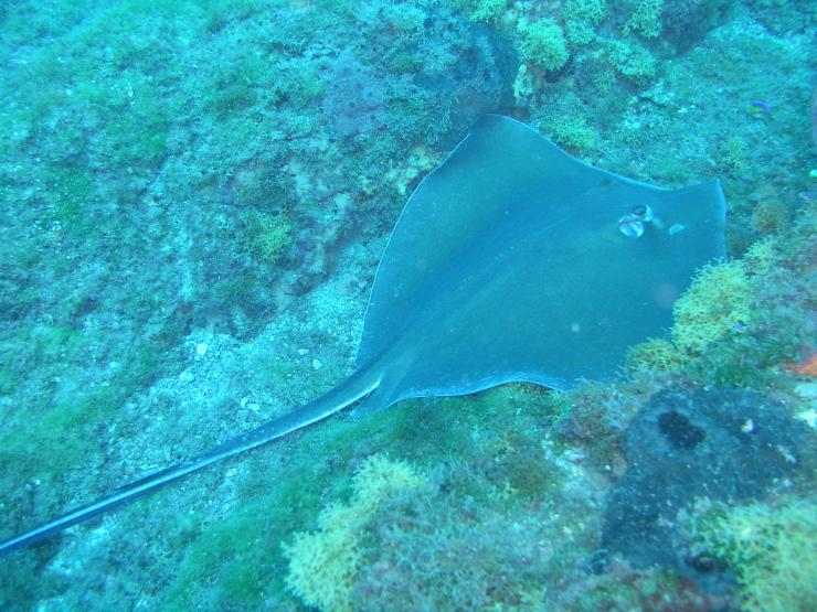 stingray