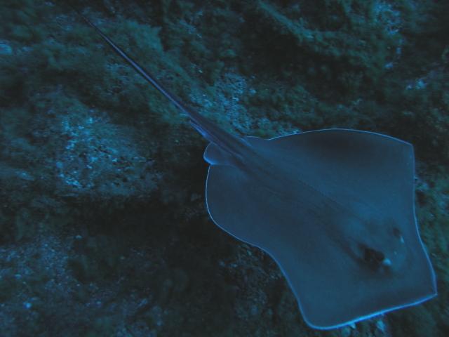 stingray