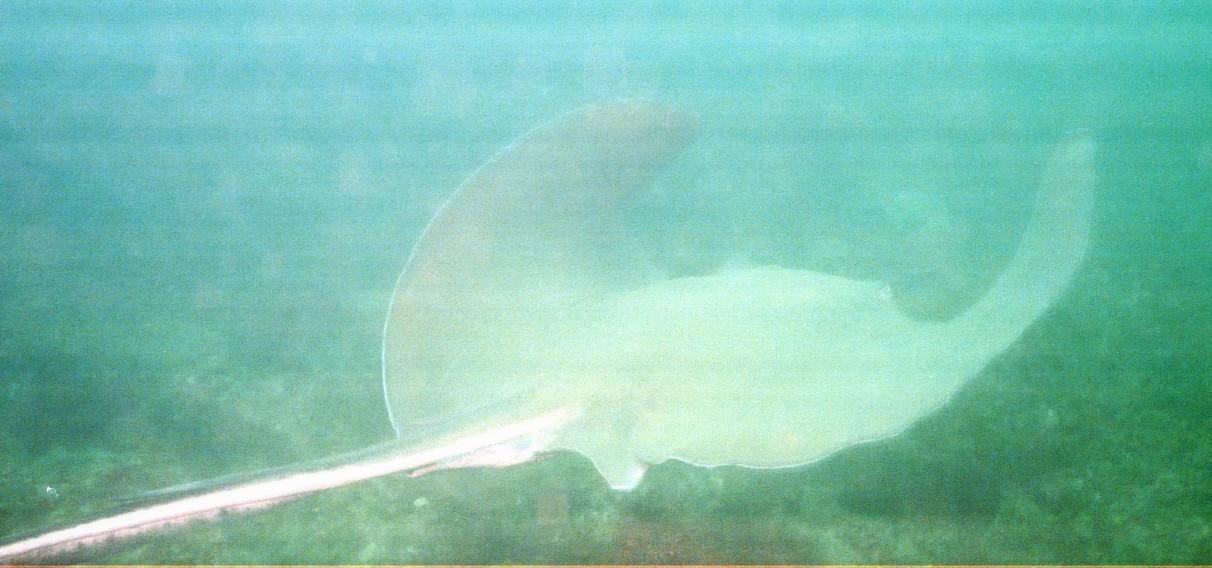 Stingray