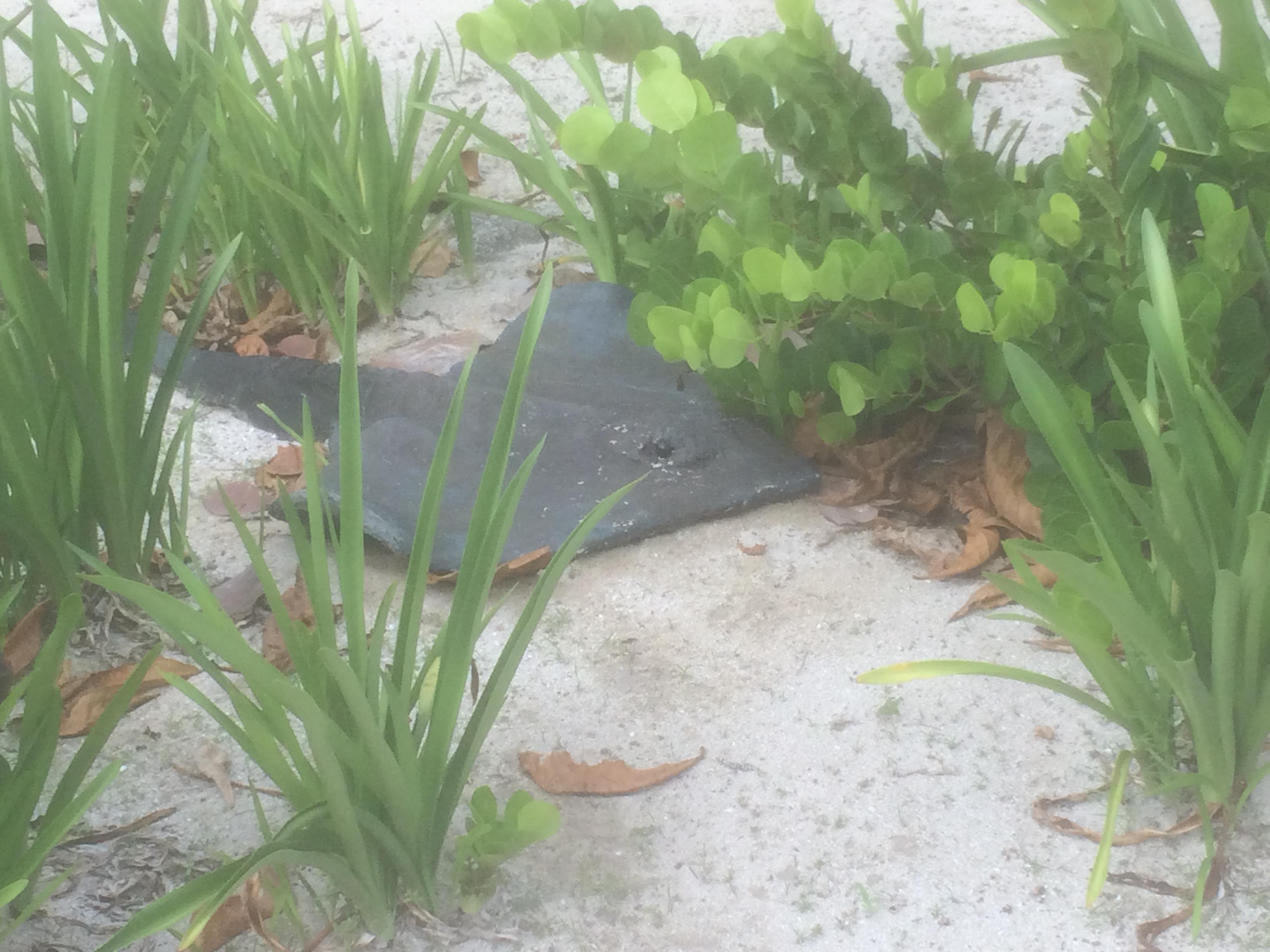 Stingrays were really everywhere