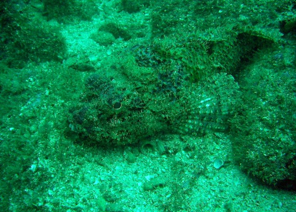 Stone Scorpionfish