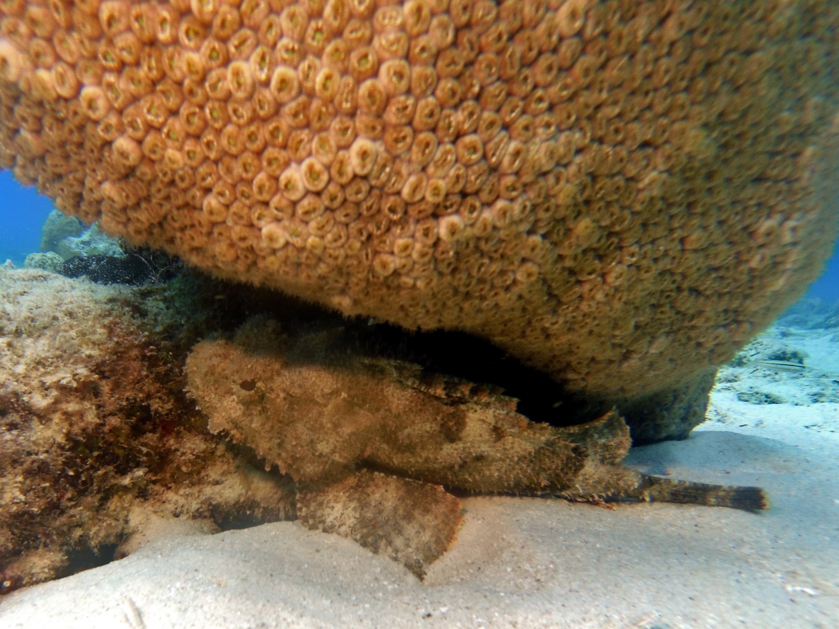 Stonefish at Kokomo
