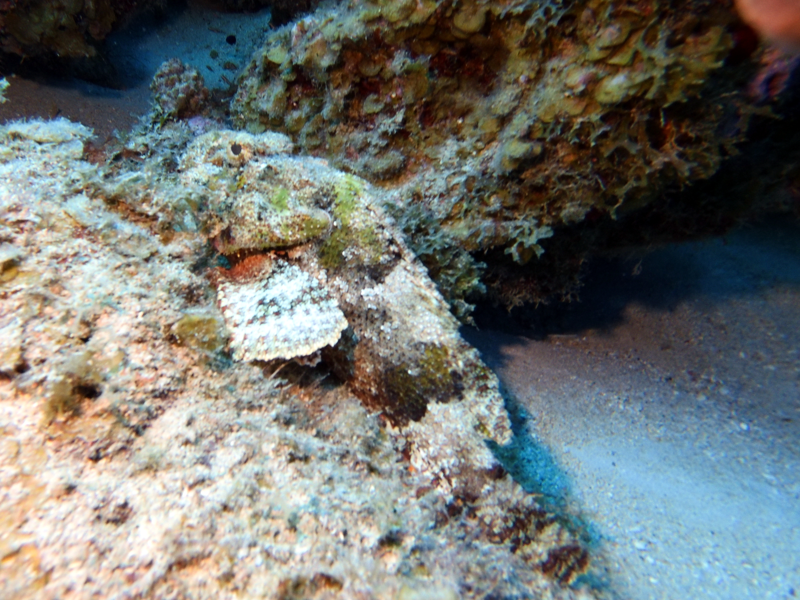 Stonefish at Marie Pompoen