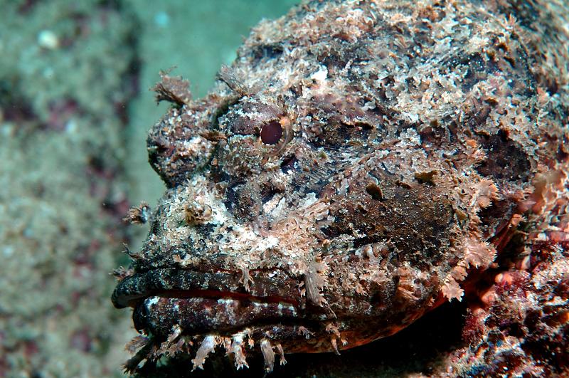 Stonefish