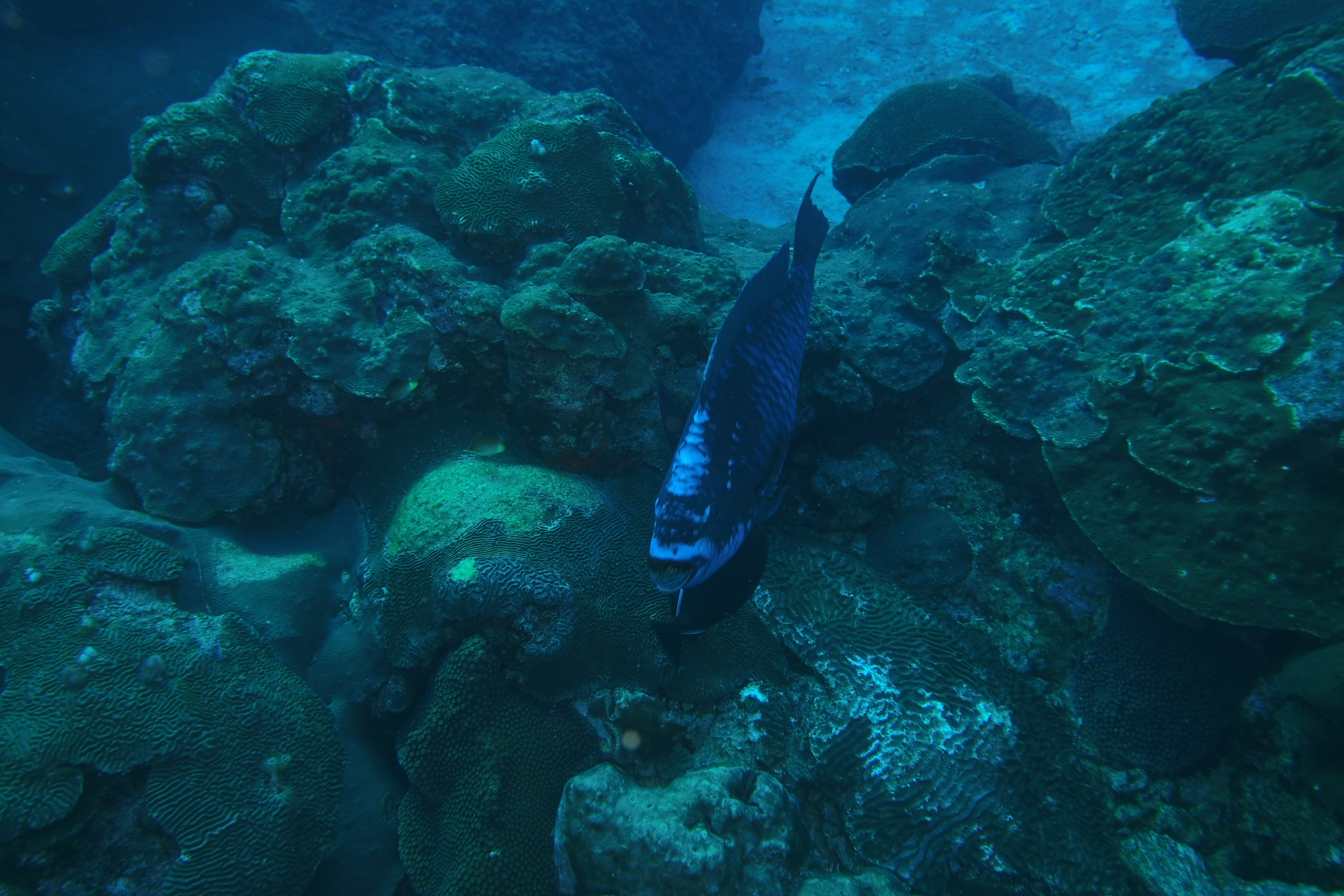 Stoplight Parrotfish on West Bank #1