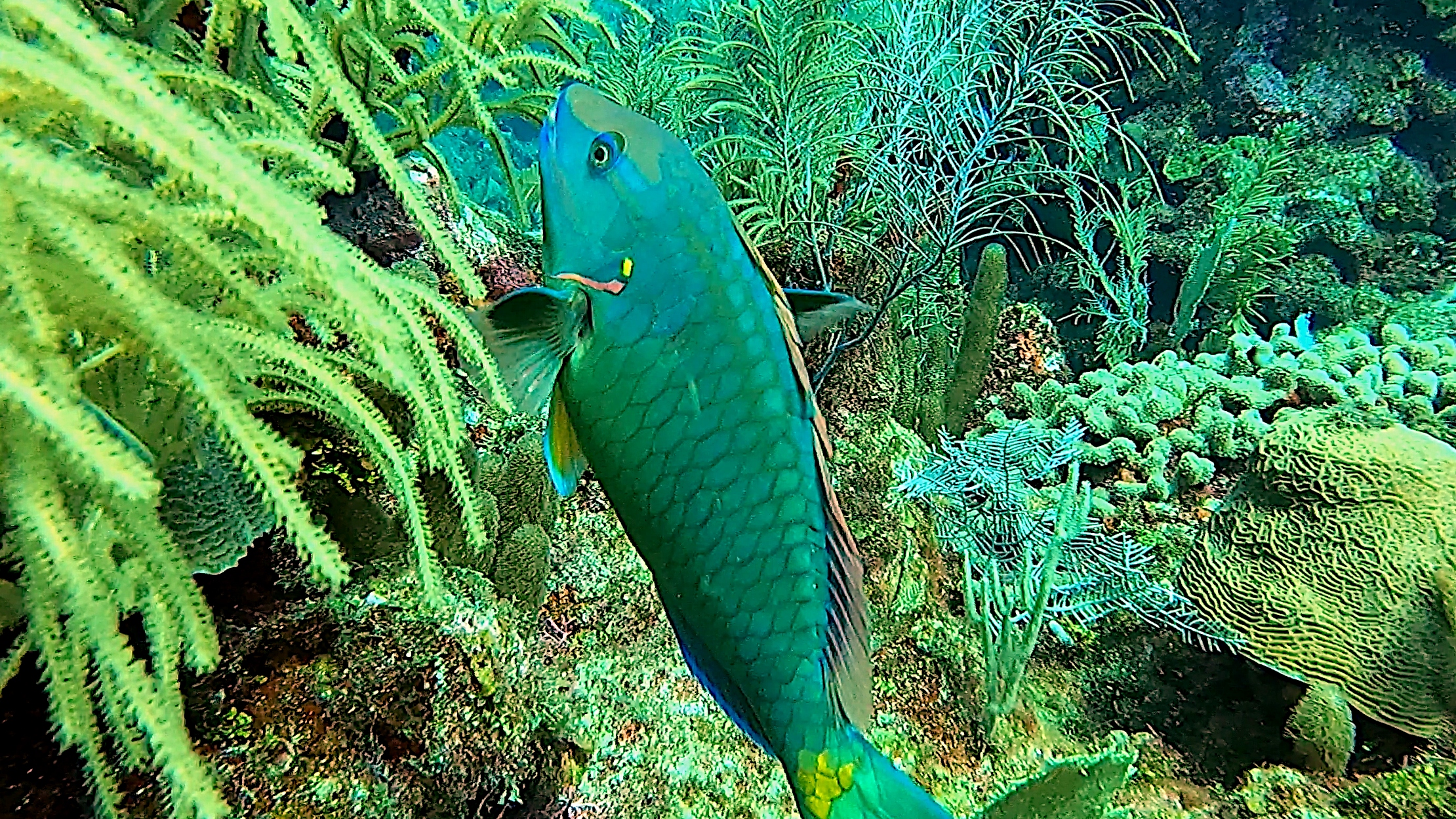 Stoplight parrotfish