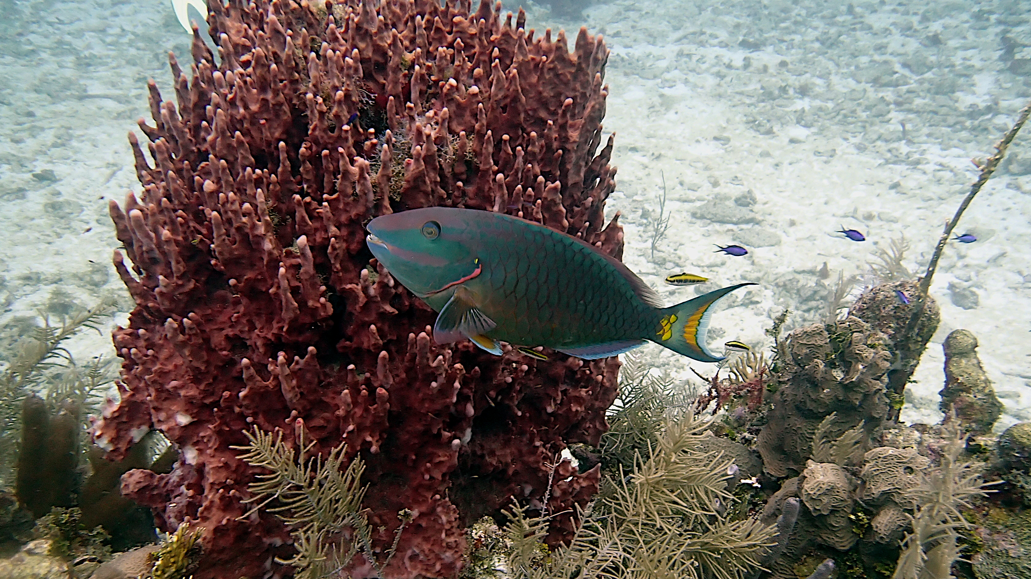 Stoplight parrotfish