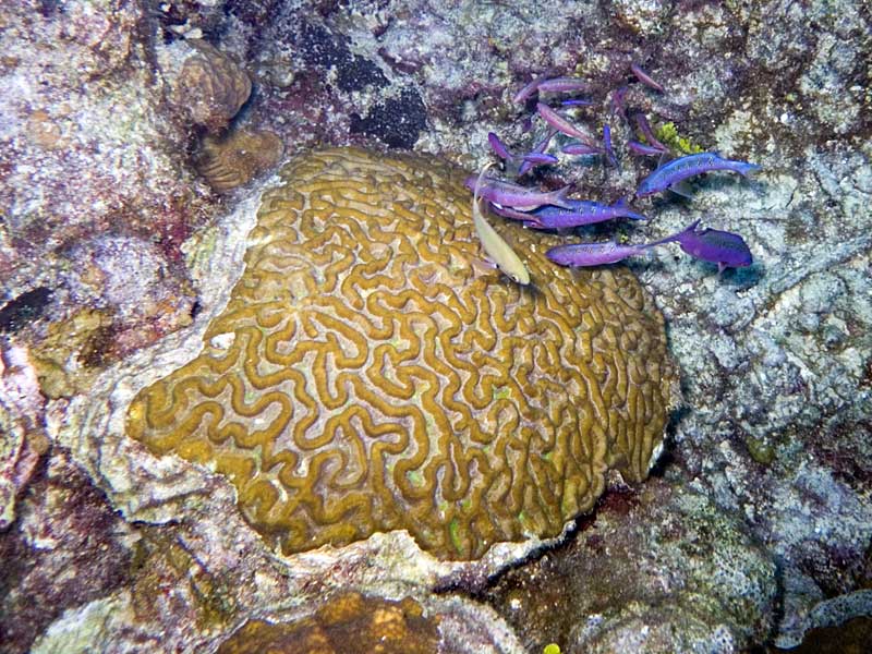 Stoplight parrotfish