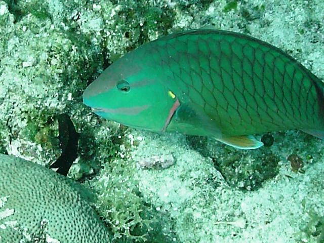 Stoplight-Parrotfish