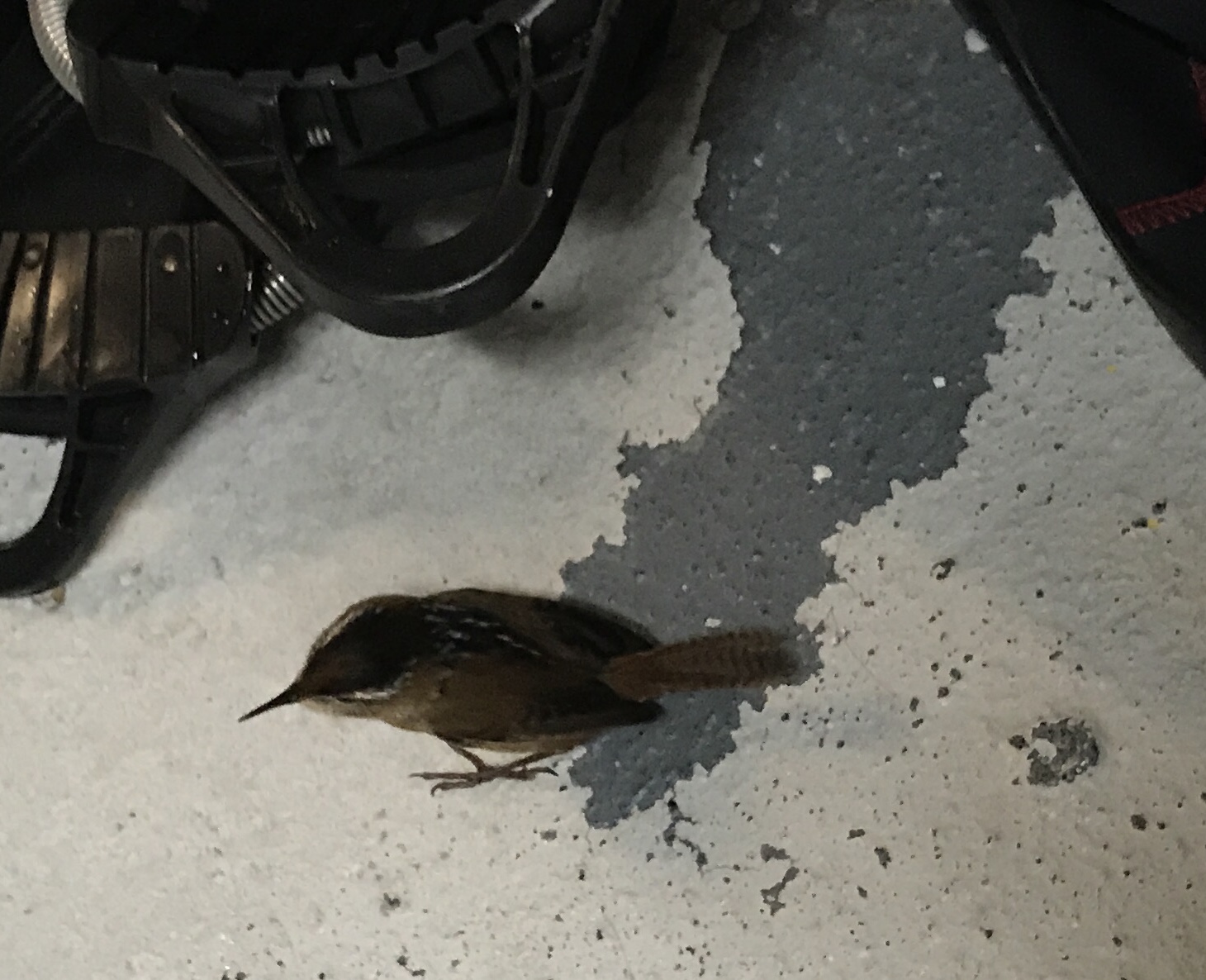 Stowaway