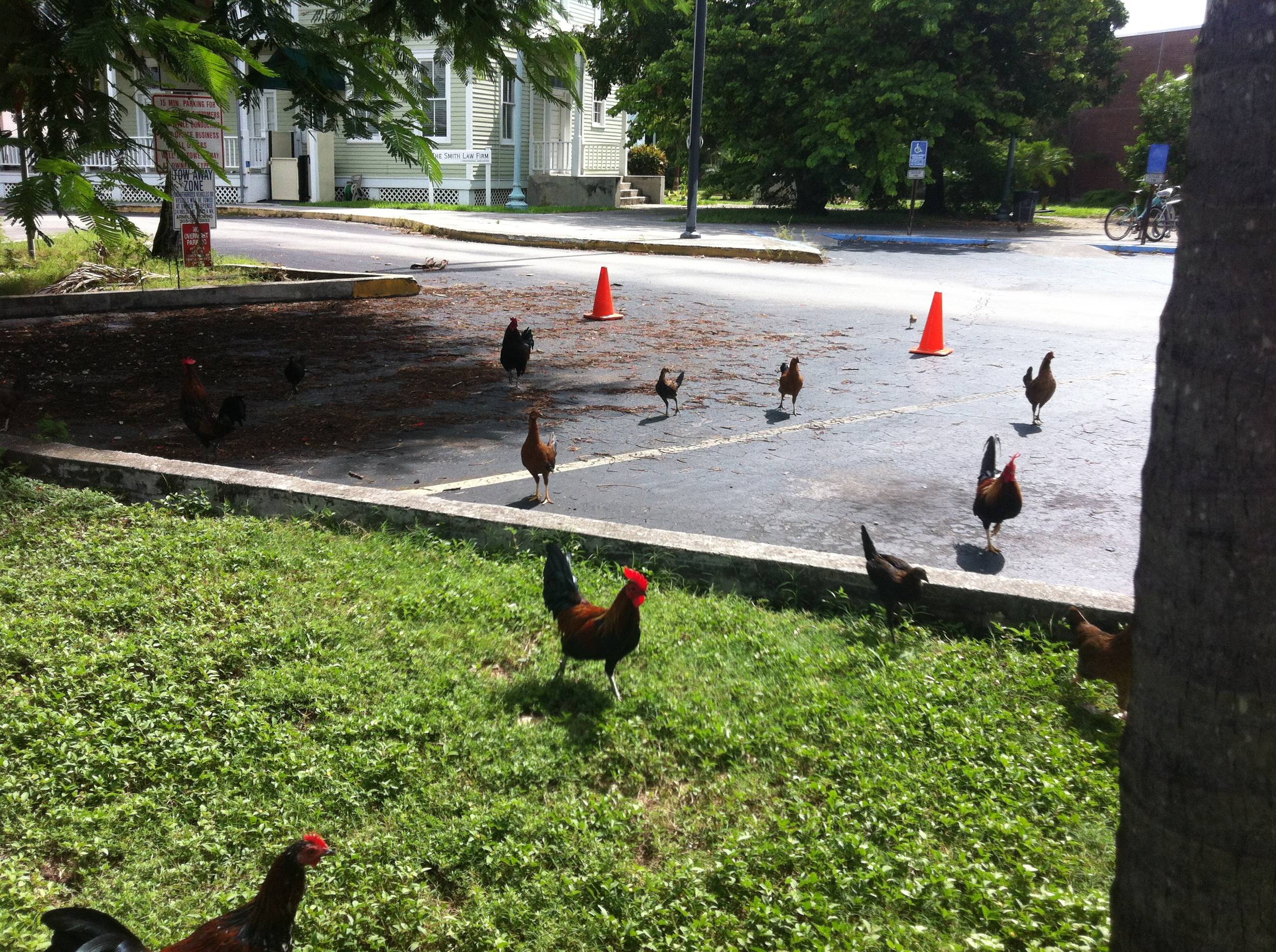 stray roosters