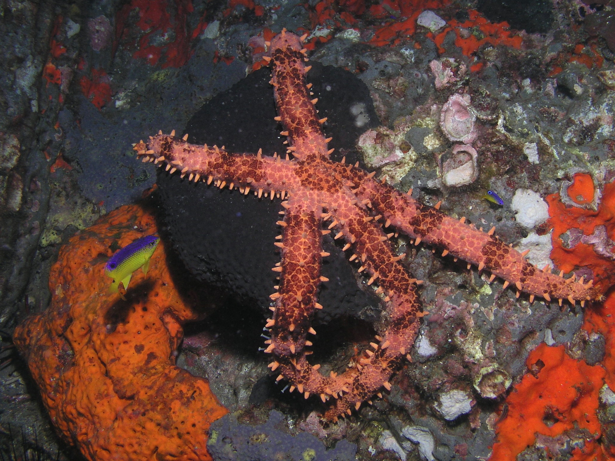 studded sea star
