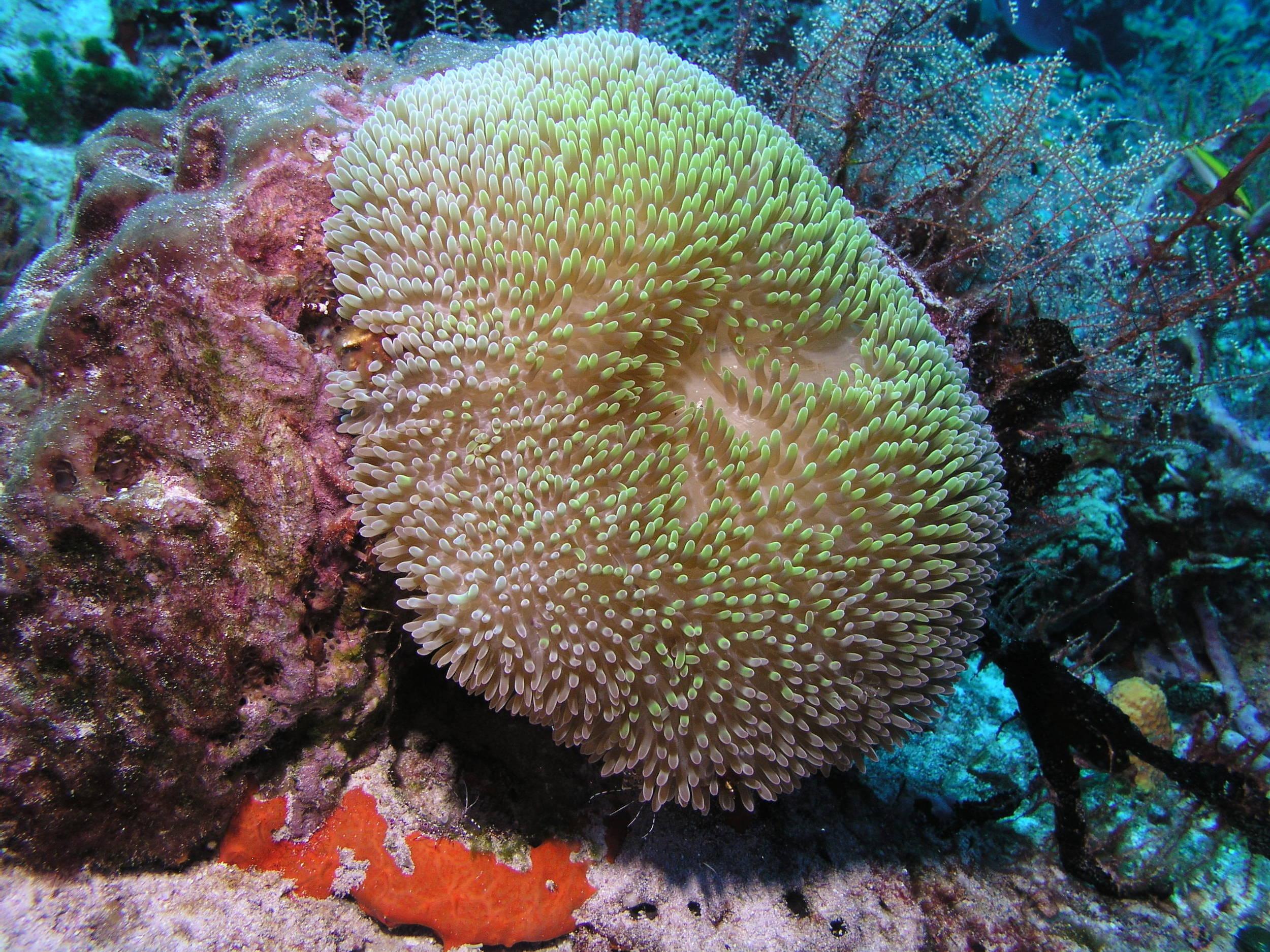 Sun anemone