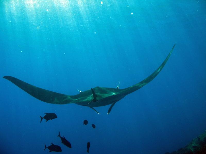 sunlight dappled manta