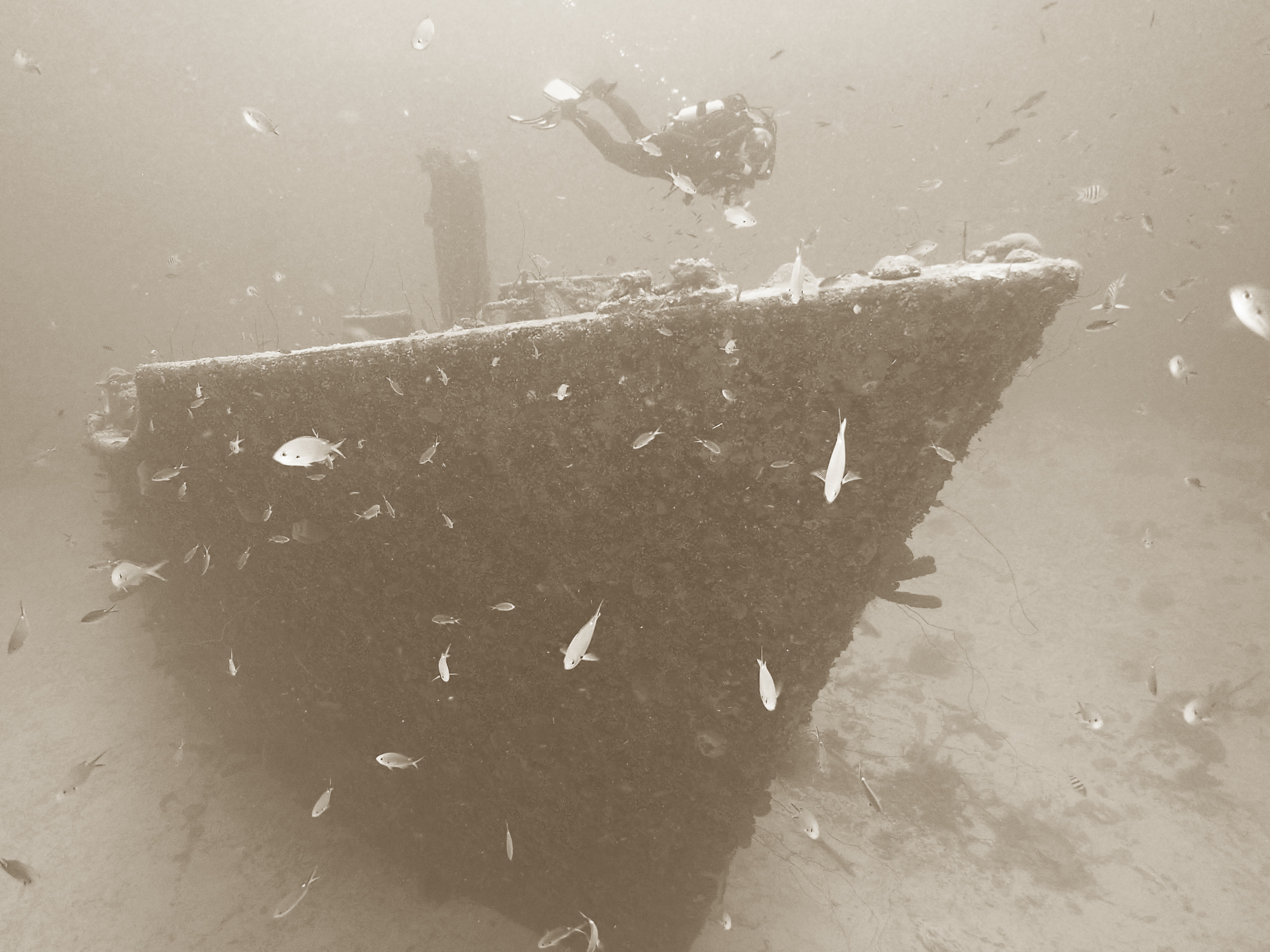 Superior Producer bow