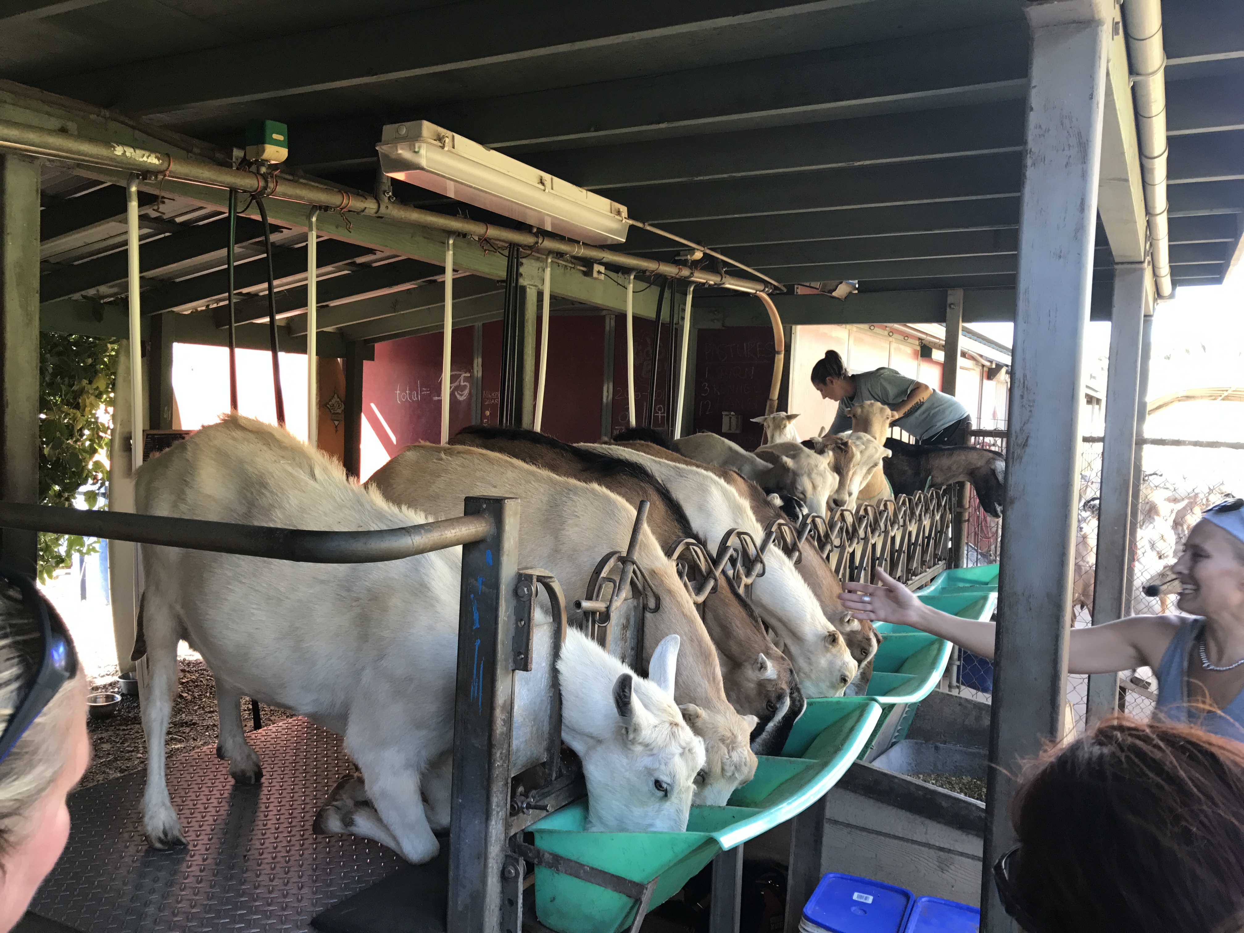 Surfing Goat Dairy tour
