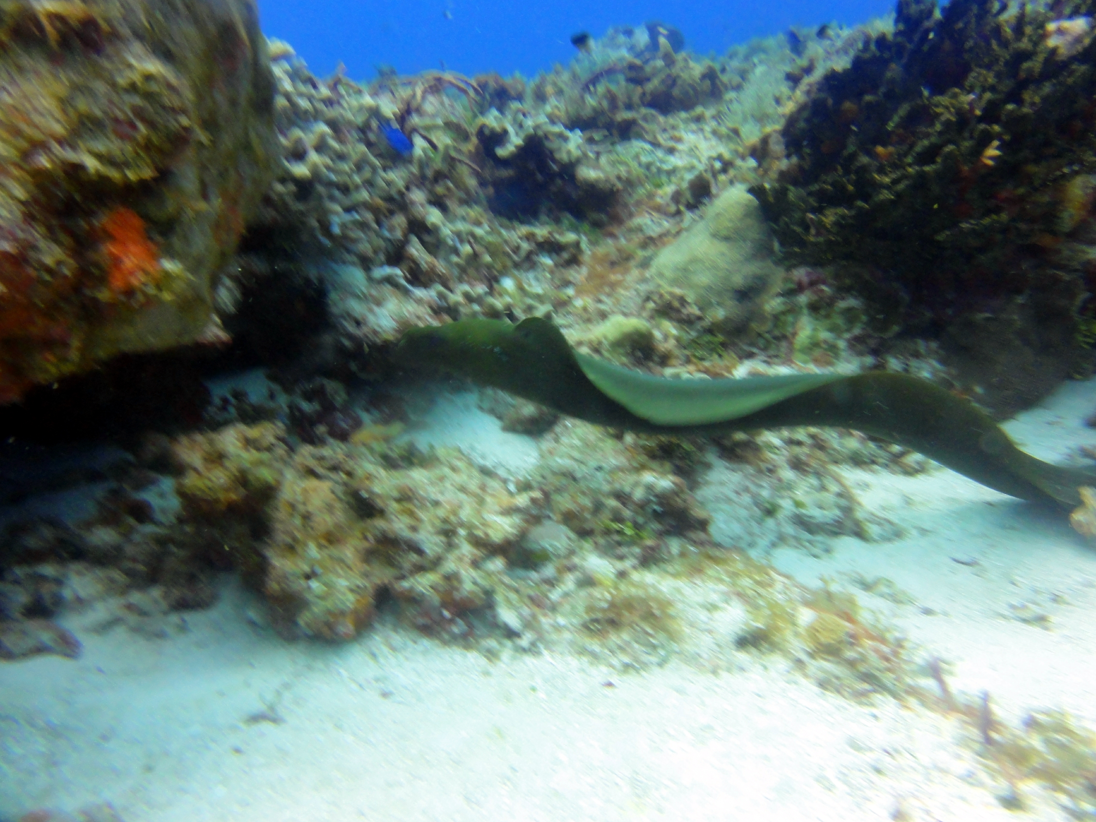 Surprise! An eel 3 ft from my face