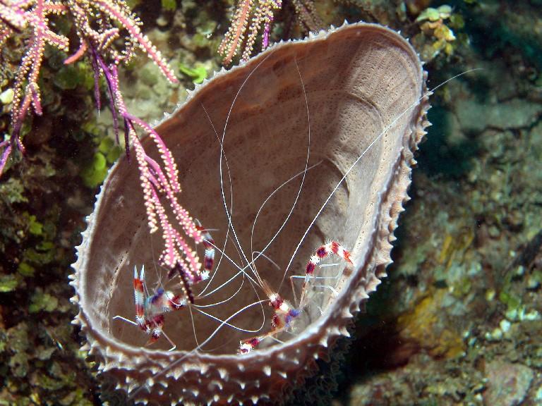 Sushi Boy gets hung up