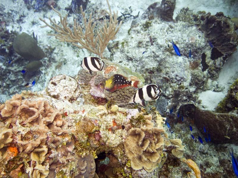 Sushi Boy & Swashuckler