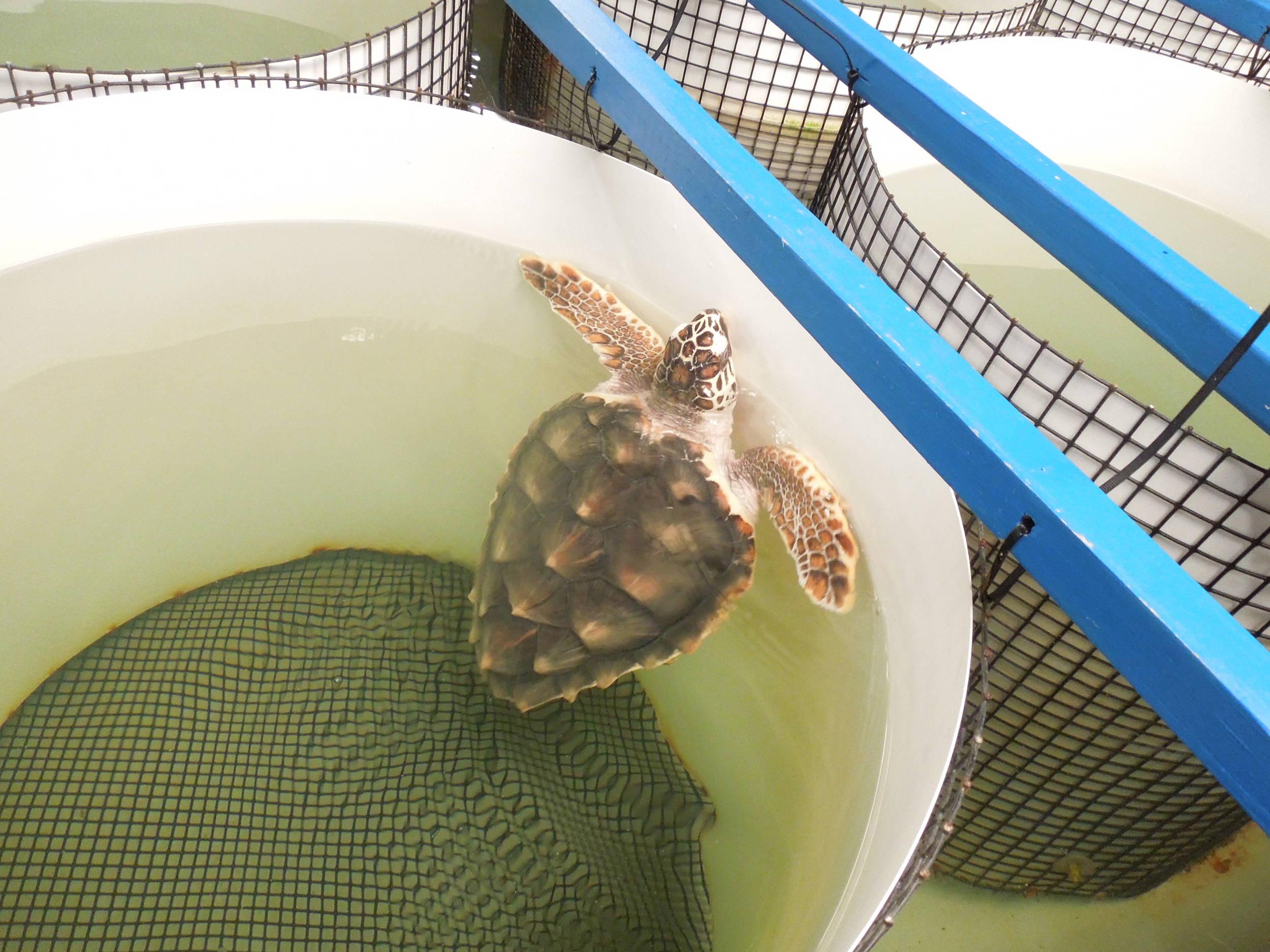swimmin'