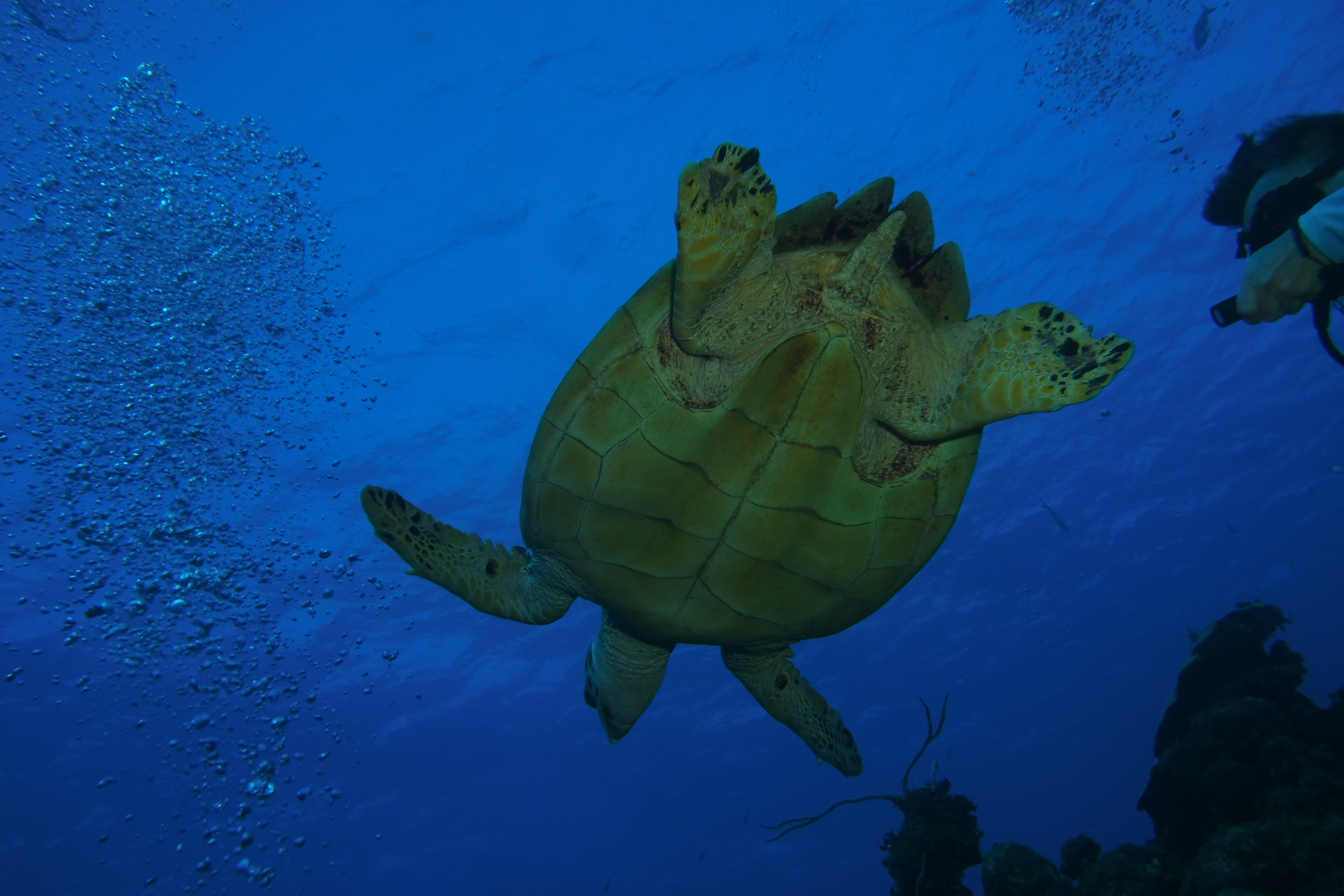 Swimming over