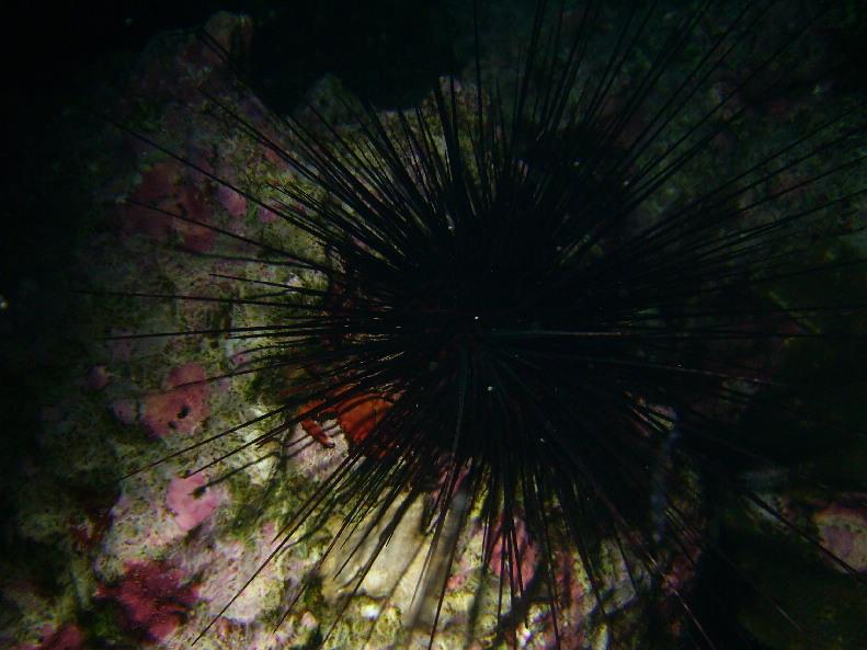 symbiosis?