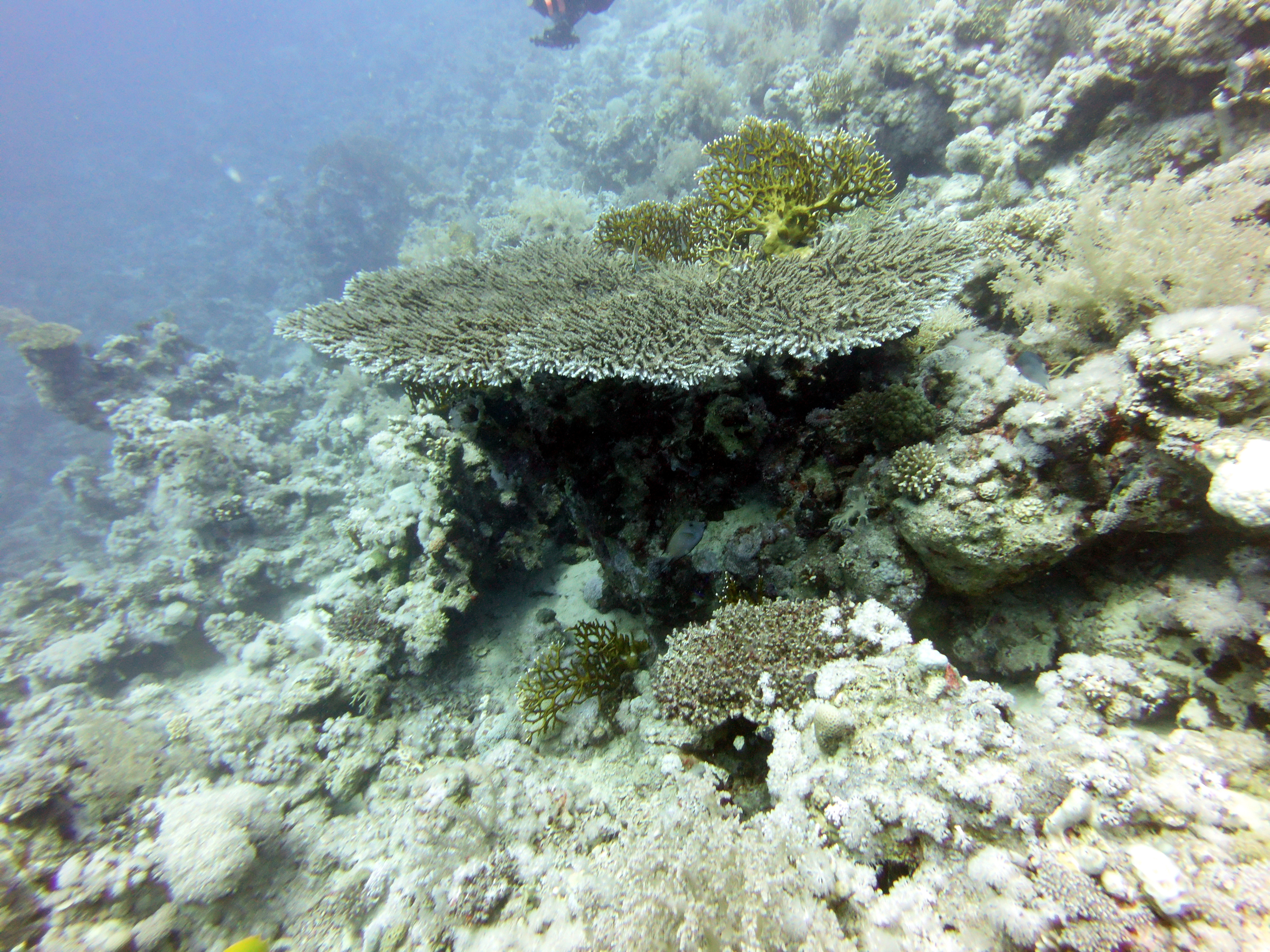 Table coral at Lighthouse Reef