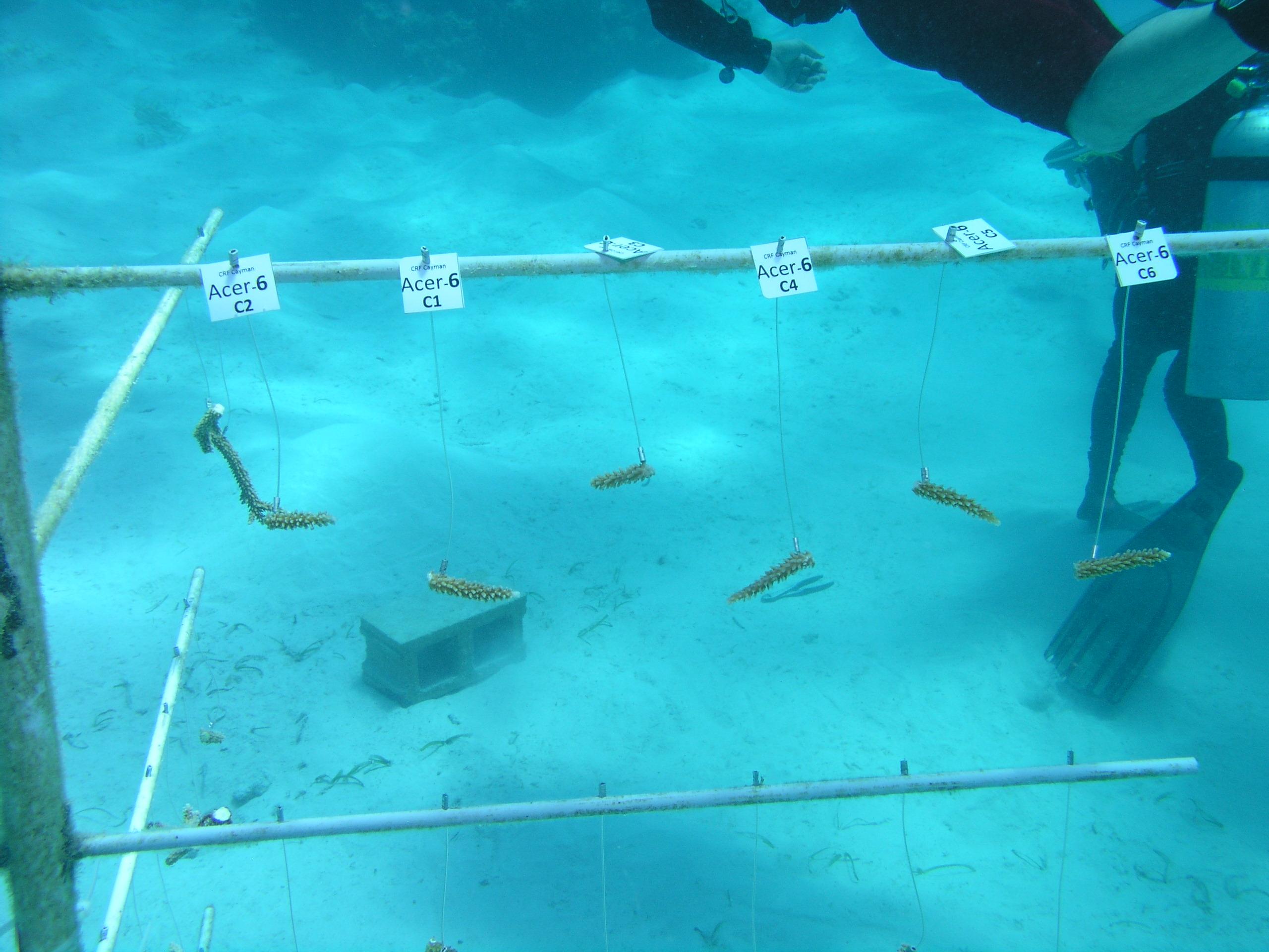 tagged coral segments