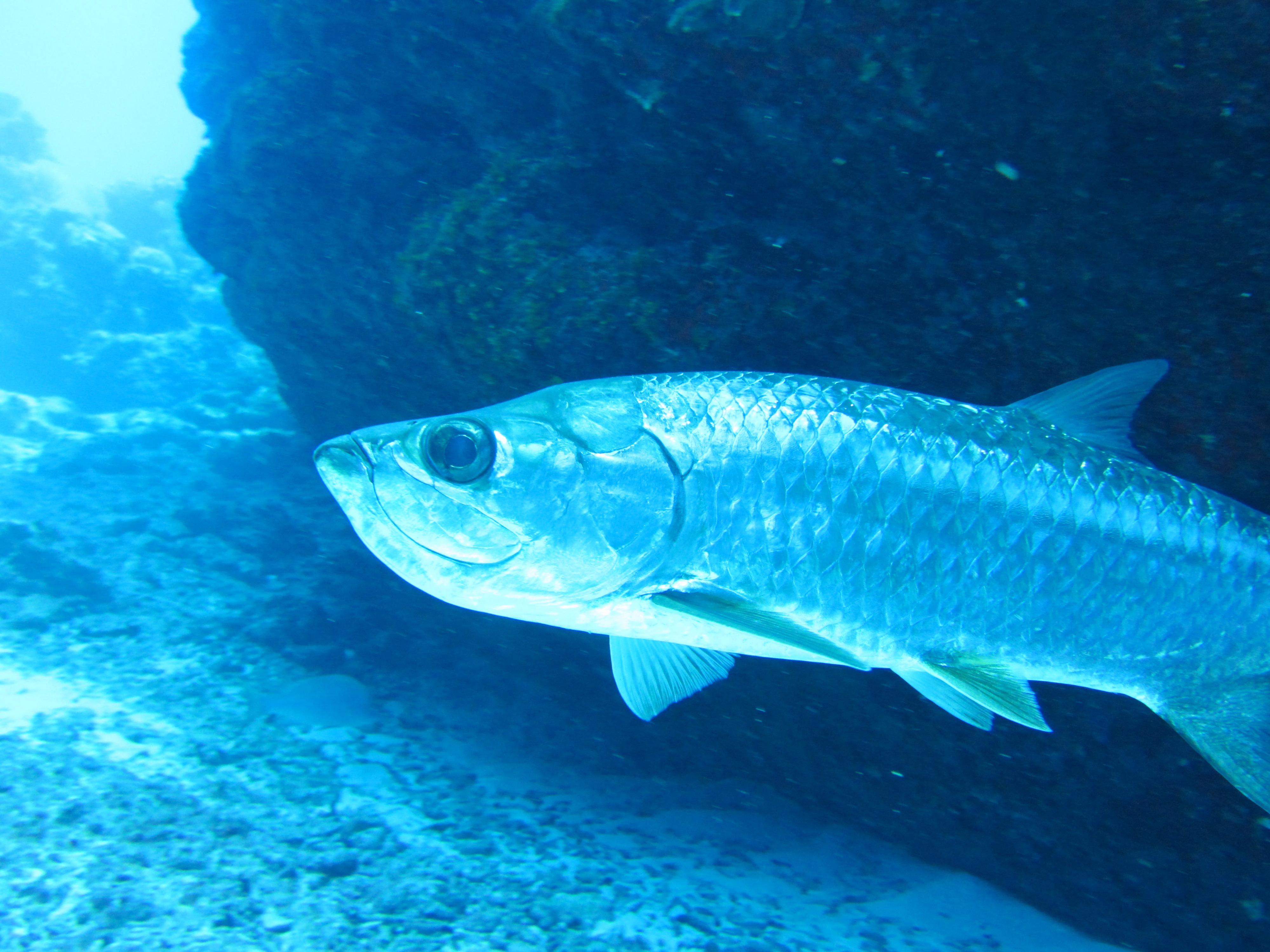Tarpon face
