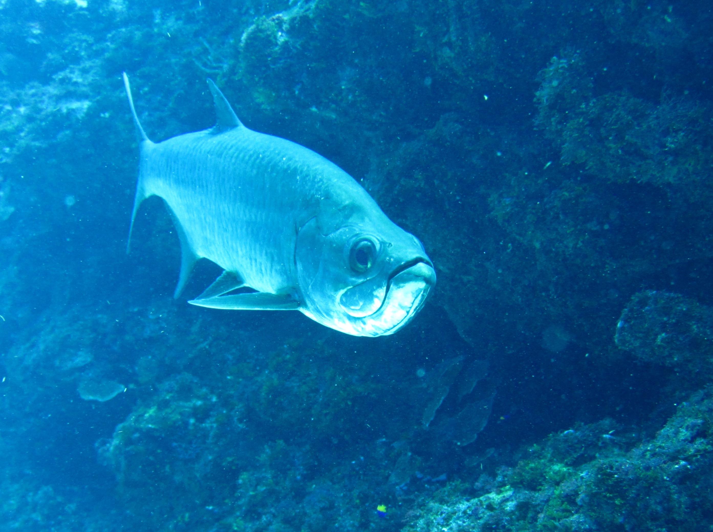 Tarpon guarding the channel