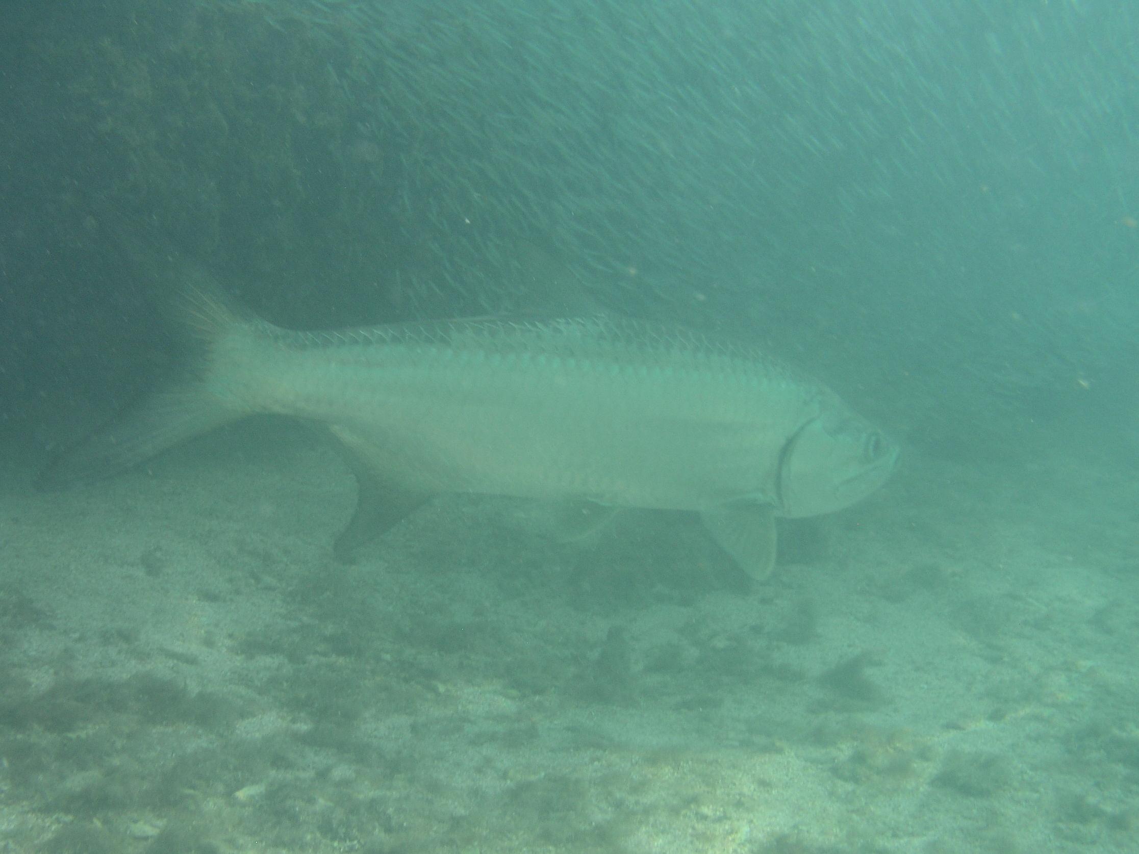 Tarpon