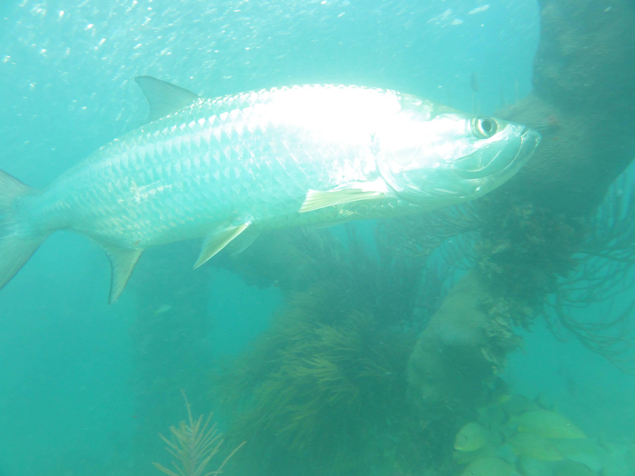 Tarpon