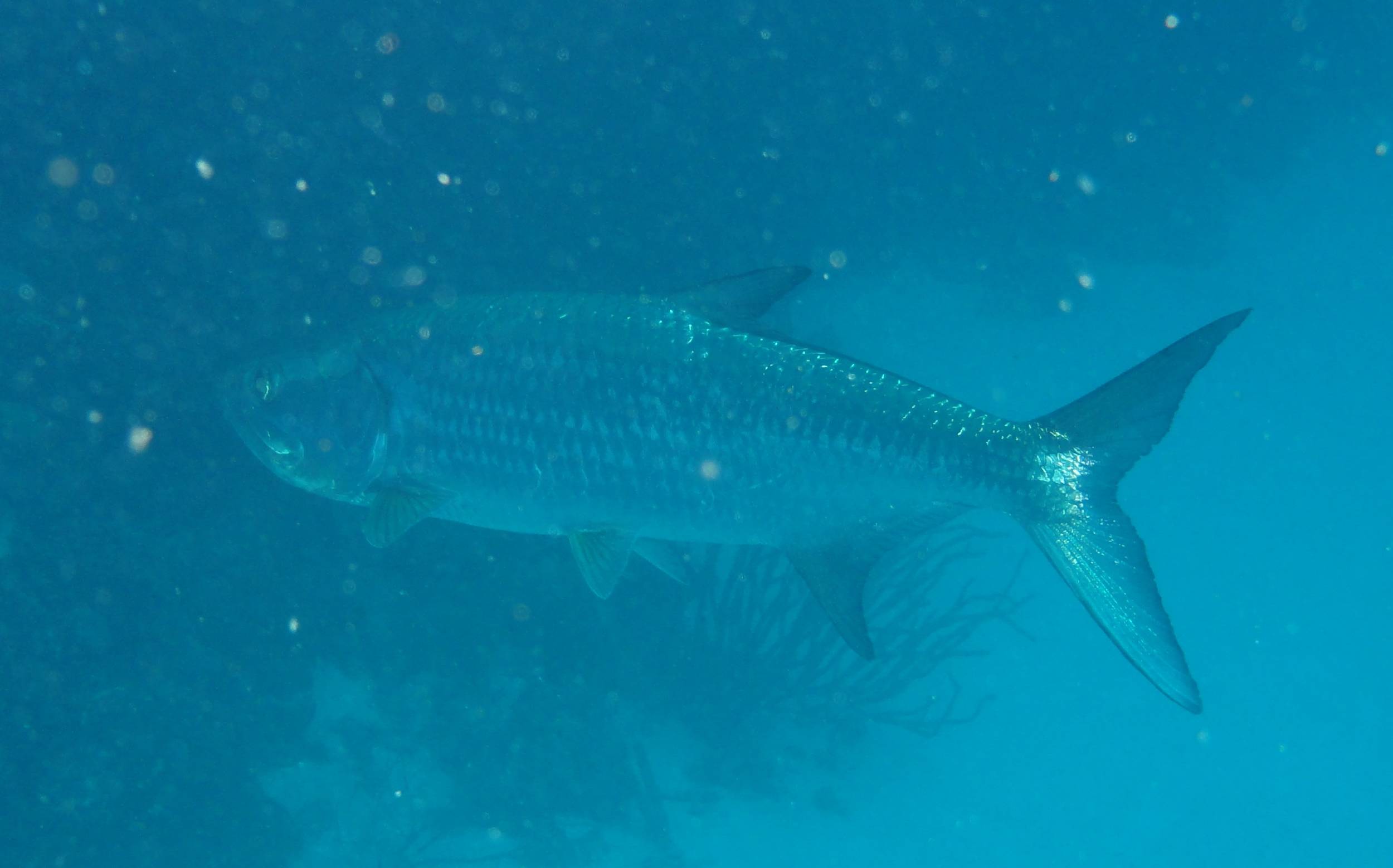 Tarpon