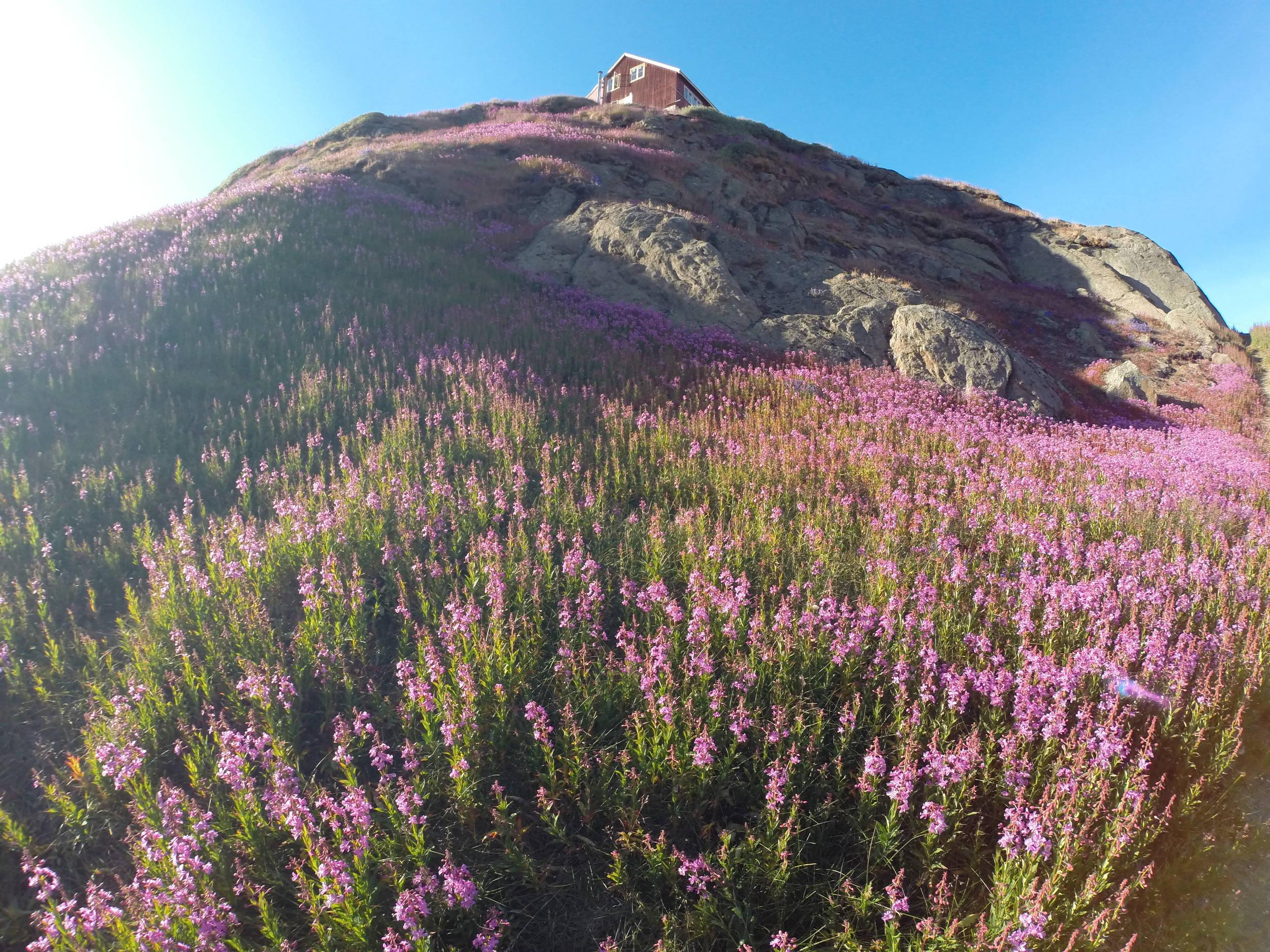 Tassilaq flowers 2