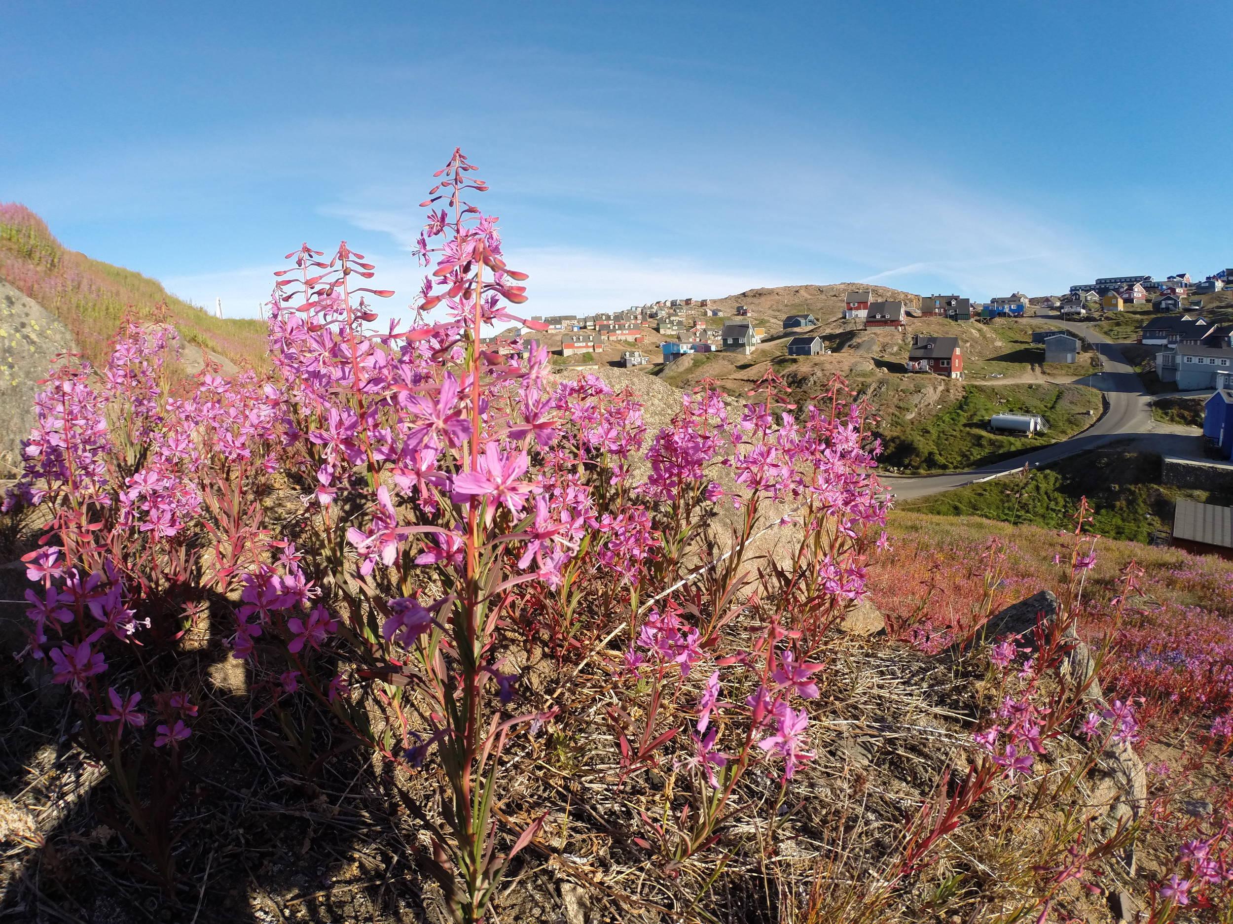 Tassilaq flowers