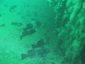 Taug on the Ocean Venture
