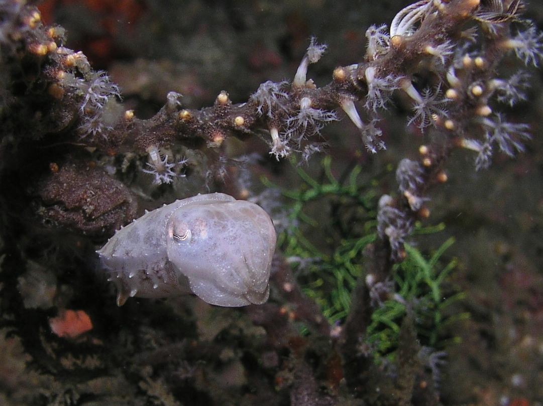 Teeny cuttlefish