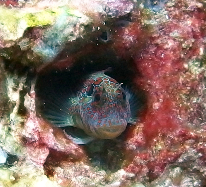 Tesselated Blenny - HI474B