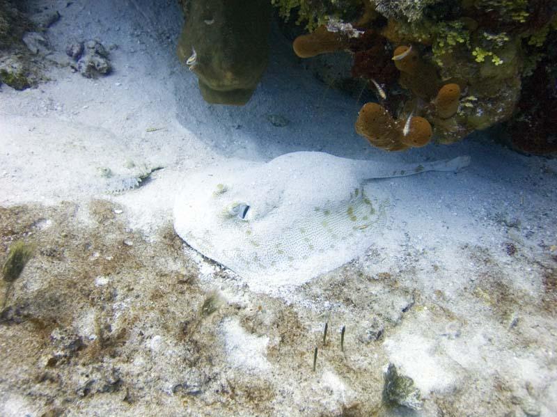 Text Attack on GWNDWN